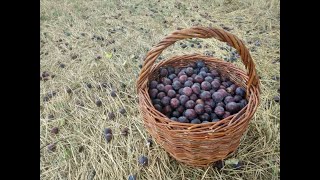 Watch Jean Ferrat Odeur Des Myrtils video