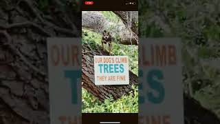Watch Trees Any Dog video