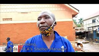 Uganda SPCA Needs Land for a Larger Sanctuary!
