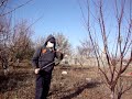 Stropiri De Toamna La Pomii Fructiferi images Stropiri De Toamna La Pomii Fructiferi