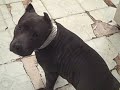 CHIWAWA  ATTACKING A PITBULL