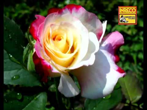 Tui Jato Phool - Ogo Badhu Sundari -...