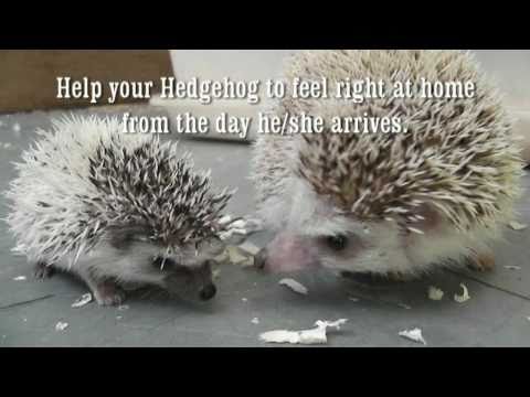 Pet Hedgehog Information