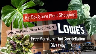 Big Box Store Plant Shopping Lowes Searching for a Monstera Thai Constellation F