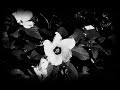 Blaqk Audio - If Only