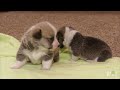 pups