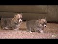 pups