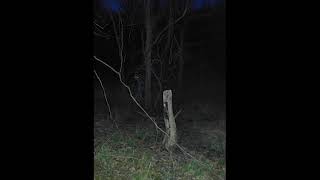 Scp 2427-3 Audio Extended