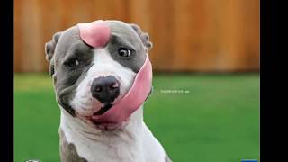 Top 10 Funny Cats And Dogs Compilation 2019
