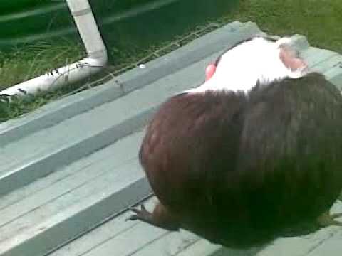 Pregnant guinea pigs.mp4. Pregnant guinea pigs.mp4. 2:53 Pregnant guinea pigs.mp4. Pregnant guinea pigs.mp4. 2:53