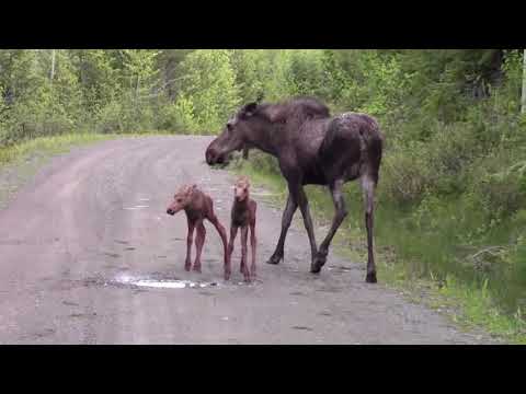 Moose Attacks pickup truck