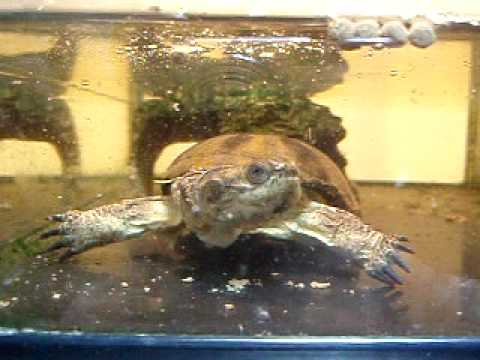 Header of African Dwarf Mud Turtle