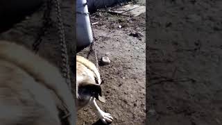 Kangal Köpeği Tanıtımı