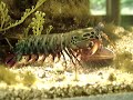 Mantis Shrimp Destroys Clam