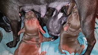 Obi Litter 2021. 4 Weeks Drinking Patterdale Terrier Pups. Black Seal Red Fell Puppies Puppy Dogs