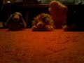 dogs and piggy at the hairdressers :)