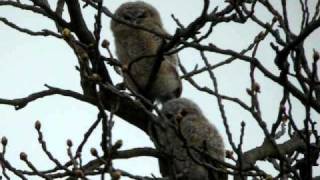Tawny Owlets Tawny Owlets