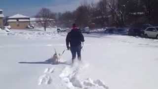 Drake The English Bull Terrier In The Snow
