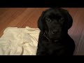 Black Labrador Puppy Looking Sleepy