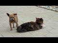 Dog Cat Making Love images Dog Cat Making Love