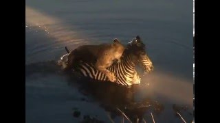 Lion vs Zebra - Lioness drowns Zebra