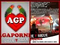 agapornis