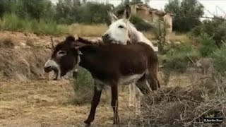 Super Muhra Male Donkey Meeting Try First Time