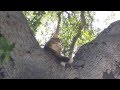 Pantera the cat teaching kitten how to climb a very high tree & house