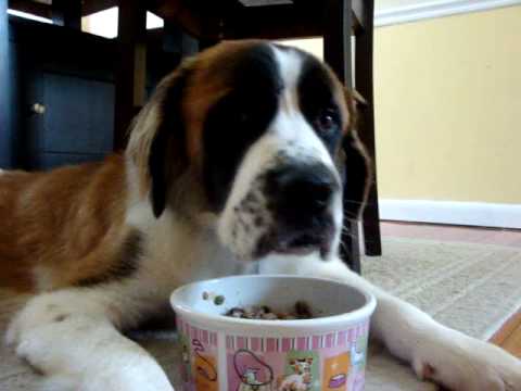 quincy the saint bernard eating dinner youtube saint bernard food chart