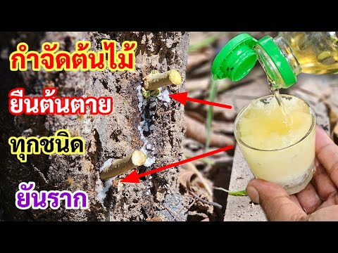 Dry and dead💥 Get rid of bamboo clumps, khaoy trees and all kinds of trees. They will die immedia...