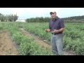 How to Grow Tomatoes: Differences Between Bush and Vining