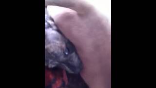 Fighting Pit-Bull Staffie Puppies