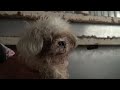 Save the animals! NipponSPCA
