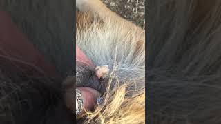 Disgusting Pimple Popping. Zit Pops. Dog Abscess. #shorts
