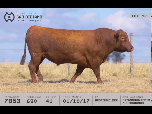 TOUROS RED-ANGUS - LEILÃO VIRTUAL SÃO BIBIANO 2020