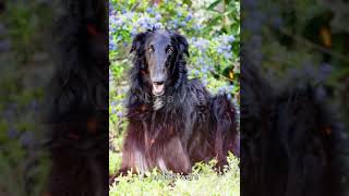 Borzoi Russian Wolfhound