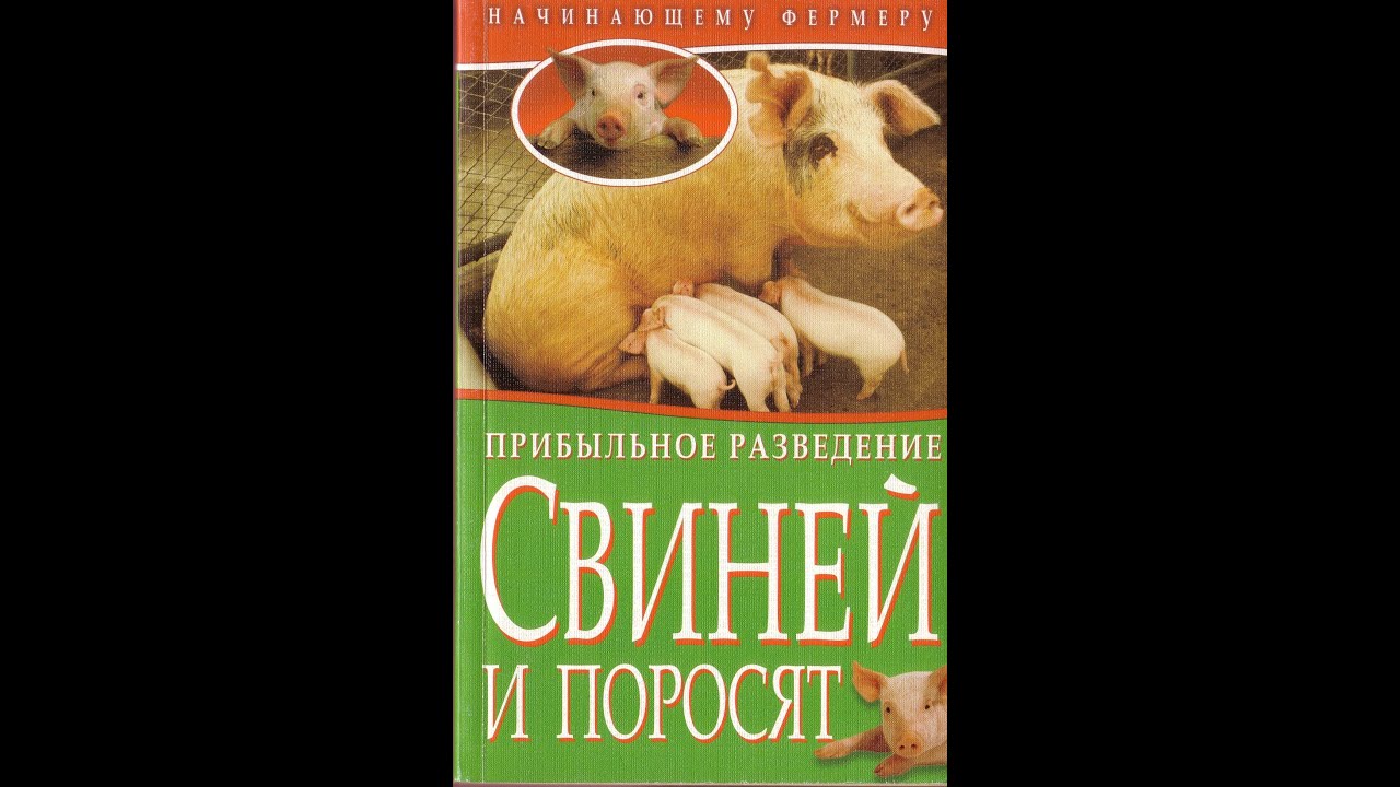 Прибыльное Разведение Свиней и Поросят. // Олег Карп - YouTube