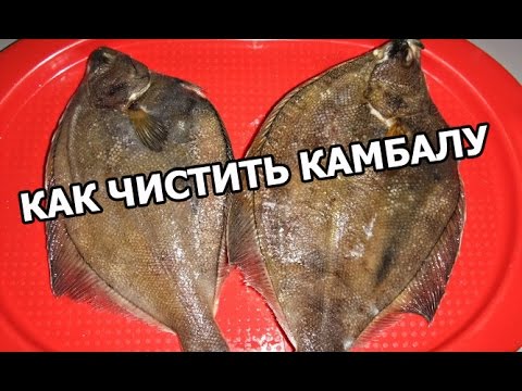 Как почистить камбалу перед жаркой фото пошагово Как почистить камбалу перед жаркой фото пошагово