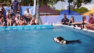 super dogs and funny dogs-Top highlights 2018 dog show