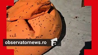 Invazie De Gărgăriţe Agresive Pe Litoral Turiştii S-Au Refugiat În Apă Sau În Camere