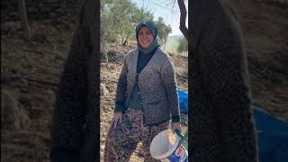 Karabıyıklı Köyü Zeytin Hasadı Operasyonu