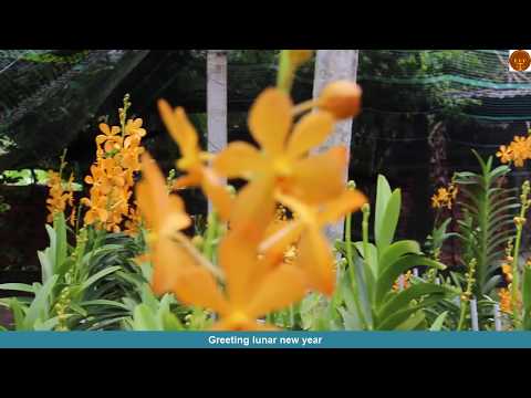 Chúc tết bằng tiếng anh - Greeting