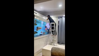 Monster Arowana Tank - Arowana Tank Mates