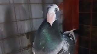 German Beauty Homer Pigeon