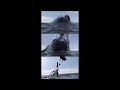 Real Megalodon Finally Caught And Discovered 2014 images Real Megalodon Finally Caught And Discovered 2014