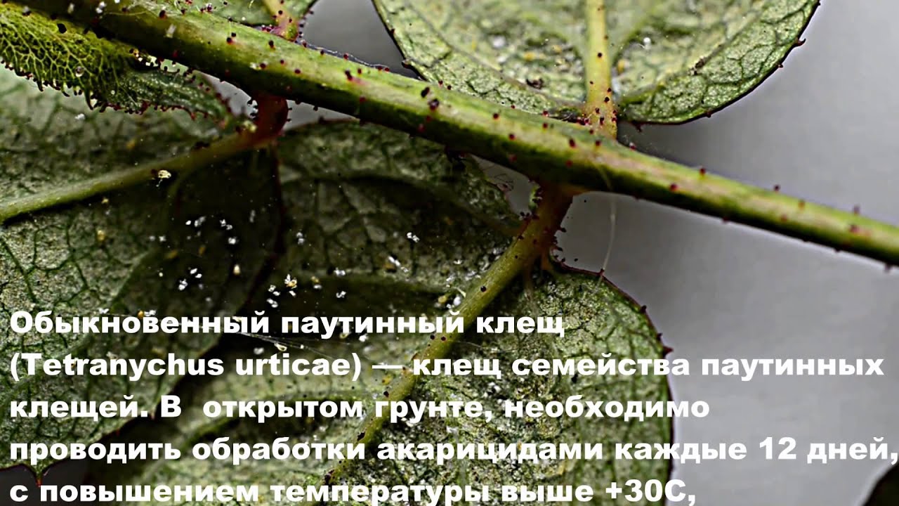 Чем обрабатывать розу от паутинного клеща в домашних условиях Чем обрабатывать розу от паутинного клеща в домашних условиях