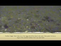 Pacific Halibut in the Ocean Ecosystem