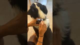 Come Mettere Il Collare Al Cane Correttamente