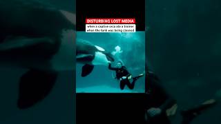When A Captive Orca Swallowed A Trainer