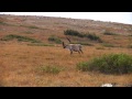 Double Caribou Hunt | Cameraman's Turn